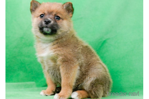 成約済の東京都のミックス犬-225171の7枚目